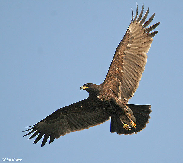 עיט צפרדעים  Greater Spotted Eagle   Aquila clanga              טירת צבי,עמק בית שאן ,דצמבר 2006